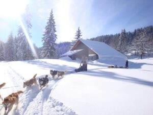husky sledge in snow
