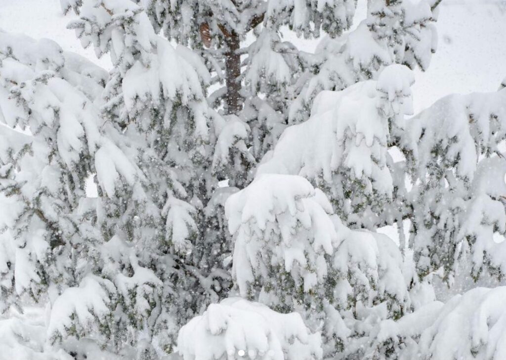 middle section of a fir tree laden with snow and snowflakes visible falling