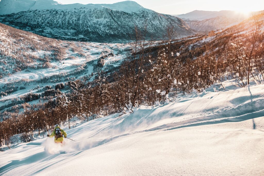 a skier makes powdery tracks below camera in an off-piste area of Norway's Myrkdalen surrounded by small trees and a golden low (dusk or sunrise) light