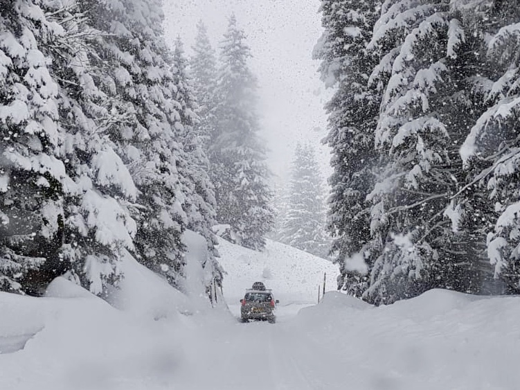 a car drives down a snowy track banked with snow piles, between enormous pine trees laden heavily with snow