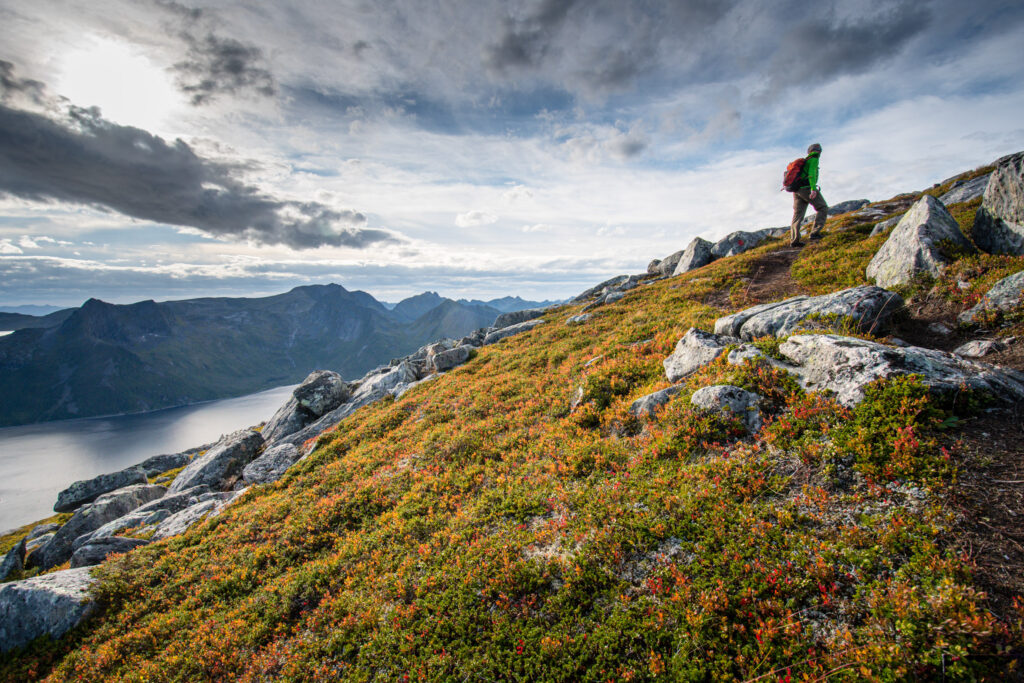 A man climbs uphill over rocks and alpine flowers on a mountain top, the sea far below. The landscape is fjords