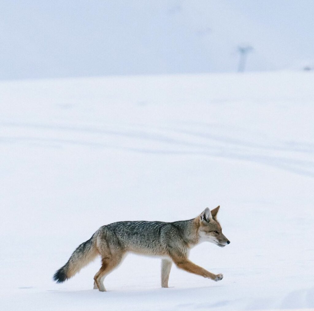 a fox runs across a snowy landscape