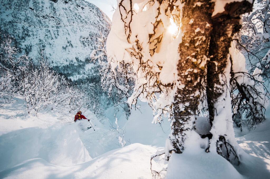 a powder skier in deep snow, skis by snow laden trees at golden hour