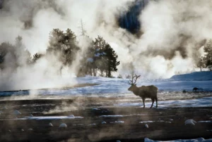 A misty, snow covered pasture, with steam rising from the ground (through blowholes of thermal water) surround a lone deer with great antlers