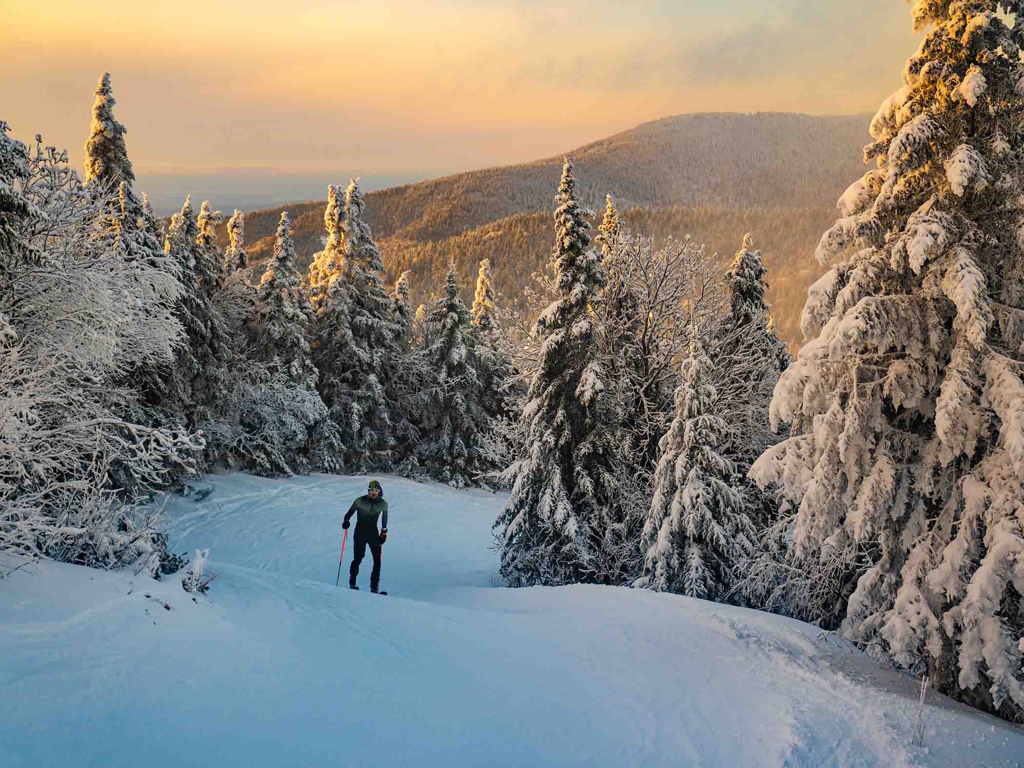 ski tourer uphill through snowy trees in golden light